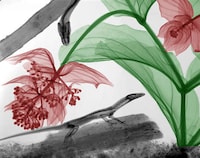 X-ray Nature Photographs Image 6