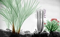 X-ray Nature Photographs Image 7
