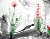 X-ray Nature Photographs Image 8