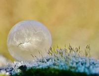 Delicate Bubble Photography Image 4