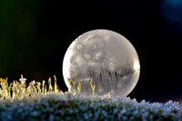 Delicate Bubble Photography Image 6