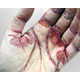 Stitched Skin Artworks Image 5