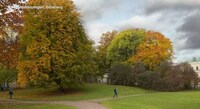 Chilling Tree-Removal Videos Image 4