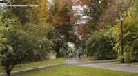 Chilling Tree-Removal Videos Image 5