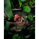 Sleeping Forest Fairy Figurines Image 4