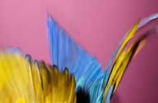 Abstract Parrot Photography