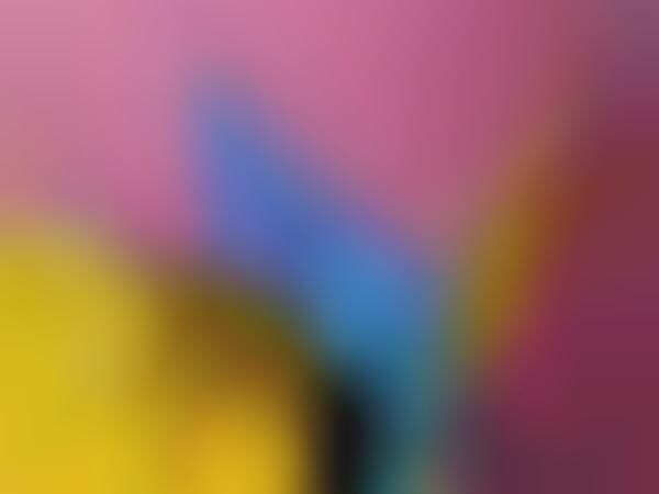 Abstract Parrot Photography