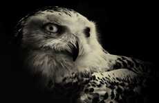 Moody Animal Portraits