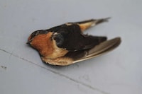 Skyscraper-Killed Bird Portraits Image 2