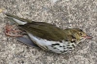 Skyscraper-Killed Bird Portraits Image 4
