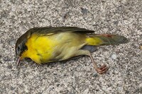 Skyscraper-Killed Bird Portraits Image 5