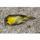 Skyscraper-Killed Bird Portraits Image 5