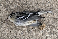 Skyscraper-Killed Bird Portraits Image 6