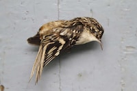 Skyscraper-Killed Bird Portraits Image 7