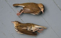Skyscraper-Killed Bird Portraits Image 8