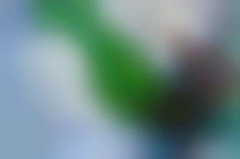 Internet-Connected Infant Onesies