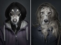 Hybrid Humanalistic Canine Photography Image 3