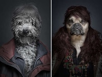Hybrid Humanalistic Canine Photography Image 4
