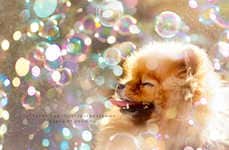 Mini Dog Adventure Photography