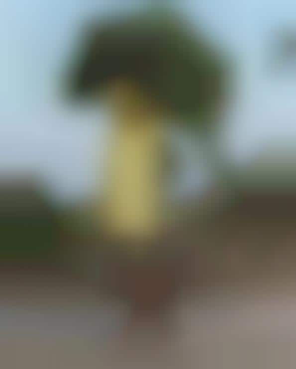 Anonymous African Laborer Portraiture