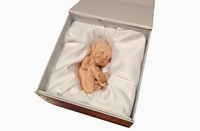 Custom 3D Printed Fetuses Image 4
