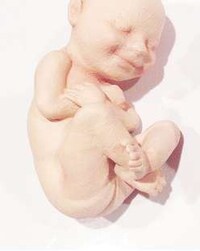 Custom 3D Printed Fetuses Image 8