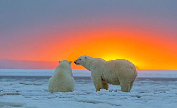 Gloaming Polar Bear Portraits Image 2