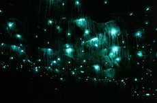 Electrifying Glowworm Grotto Tours