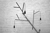 Crooked Arboreal Illuminators Image 2