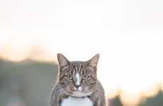 Skateboarding Cat Videos