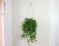 Minimalist Indoor Garden Kits Image 2