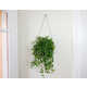 Minimalist Indoor Garden Kits Image 2