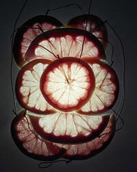 Fruit Battery Photography (UPDATE) Image 7