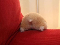 Adorable Bum Photography Image 2