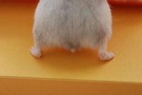 Adorable Bum Photography Image 3