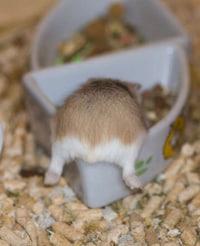 Adorable Bum Photography Image 4