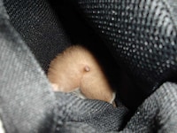 Adorable Bum Photography Image 5