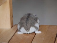 Adorable Bum Photography Image 8