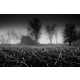 Evocative Grayscale Landscapes Image 7
