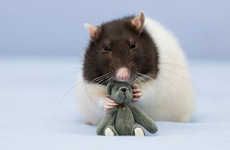 Endearing Rodent Photos