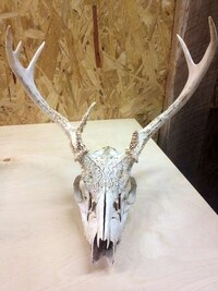 Decorative Skeleton Art Image 6