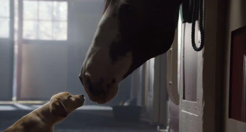 Heartwarming Companion Beer Ads