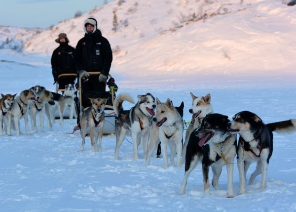 Airport Dog-Sled Taxi Services