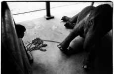 Illicit Animal Trade Captures