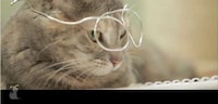 Feline Love Film Parodies Image 2