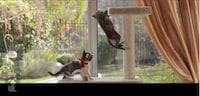 Feline Love Film Parodies Image 3