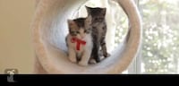 Feline Love Film Parodies Image 4
