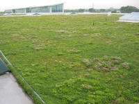 Eco-Friendly Car Plants Image 6