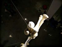 Bones as 3D Typography Image 6