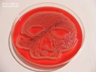 Drawing with Bacteria